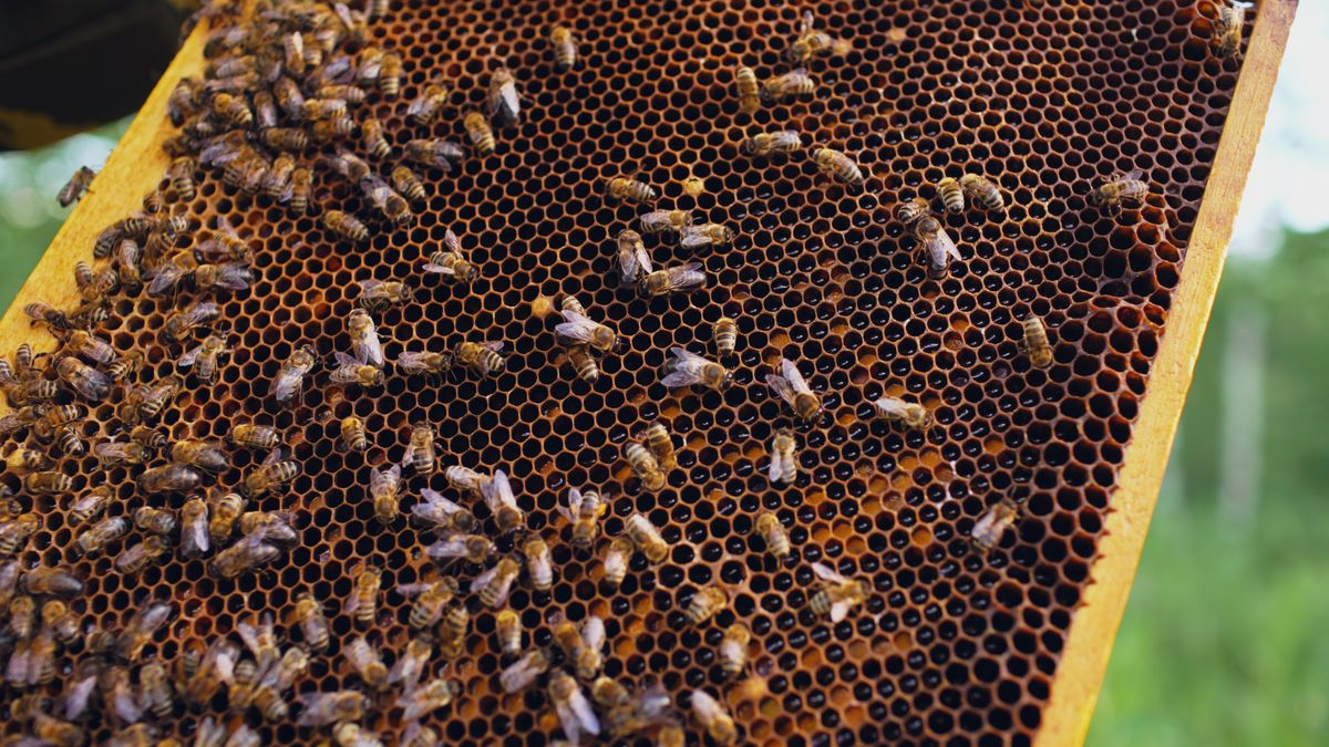Viele Bienen auf einer sechseckigen Honigwabe