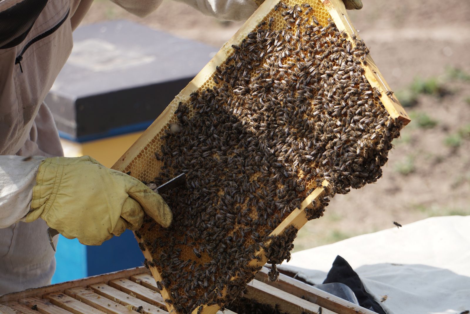 Nahaufnahme eines dicht mit Bienen besetzten Wabenrähmchens in Händen