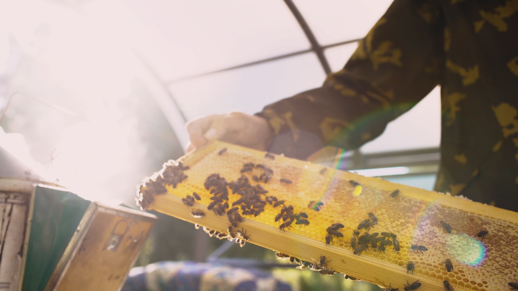 Imker untersucht ein Wabenrahmen an der Bienenbeute im warmen Licht