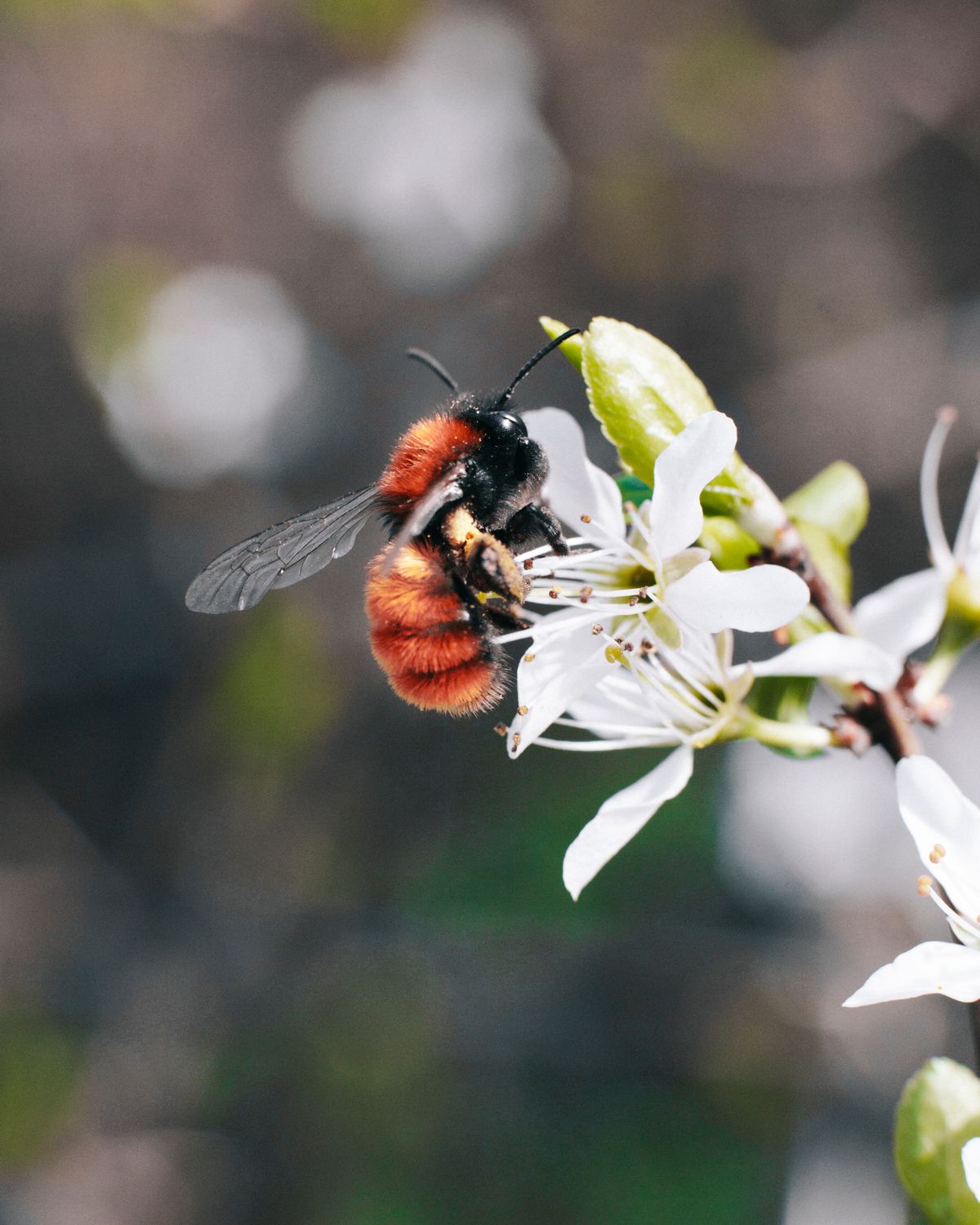 Biene sammelt Nektar an einer hellen Frühlingsblüte