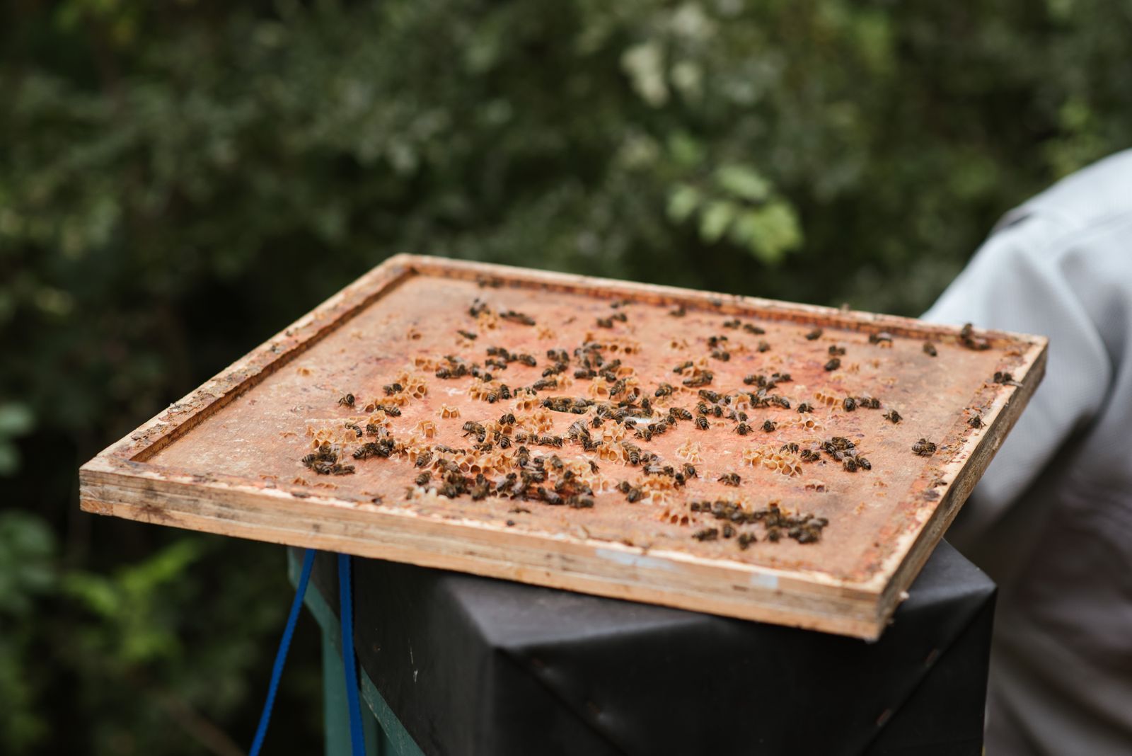 Bienen auf einem Holzrähmchen im Bienenstand