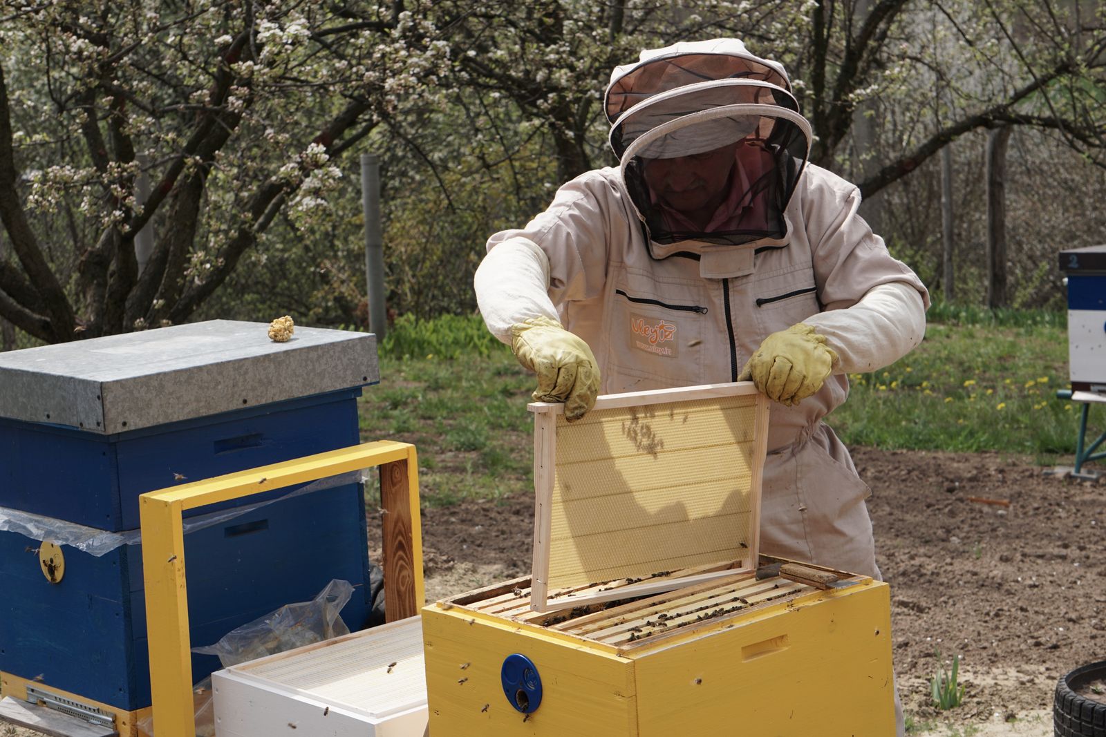Imker hält ein Wabenrähmchen mit Bienen in der Hand
