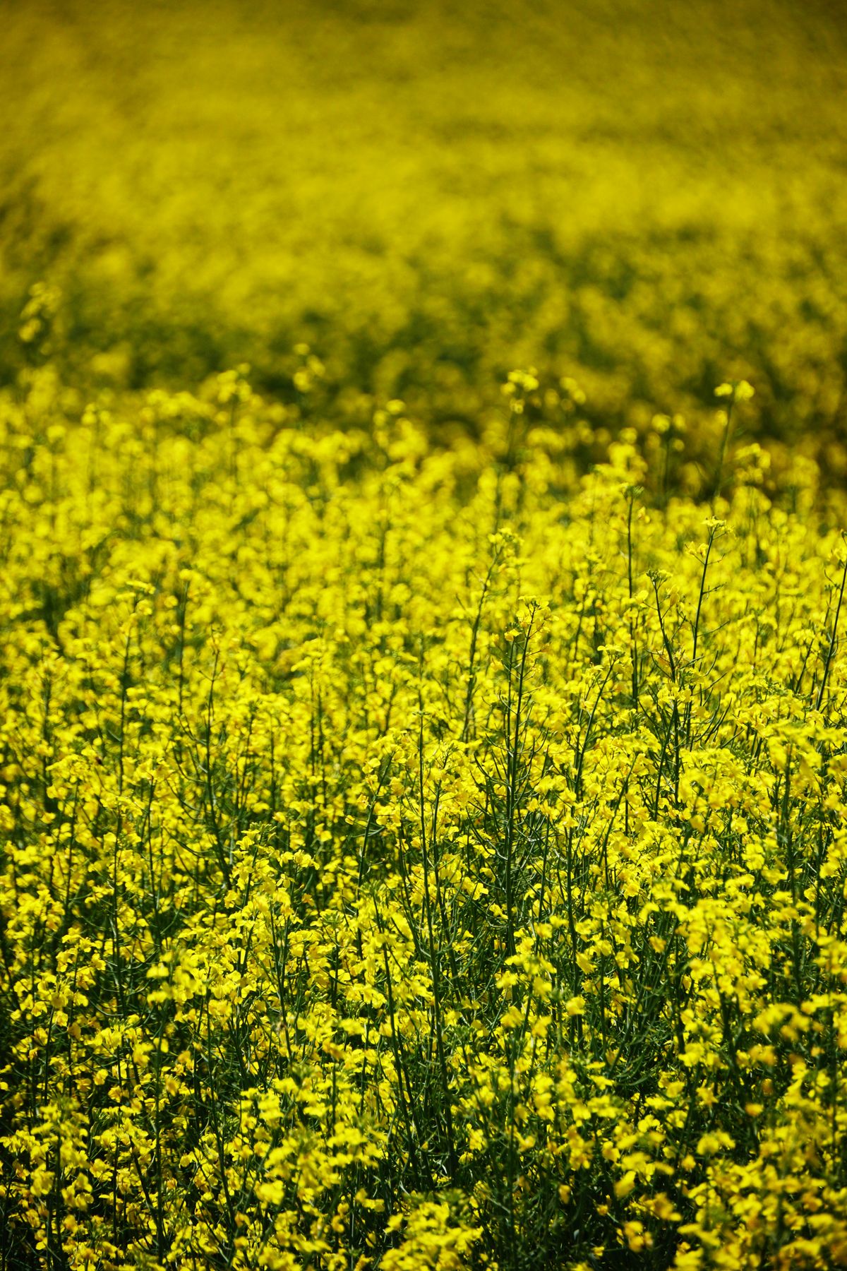 Weites, leuchtend gelbes Rapsfeld in voller Blüte