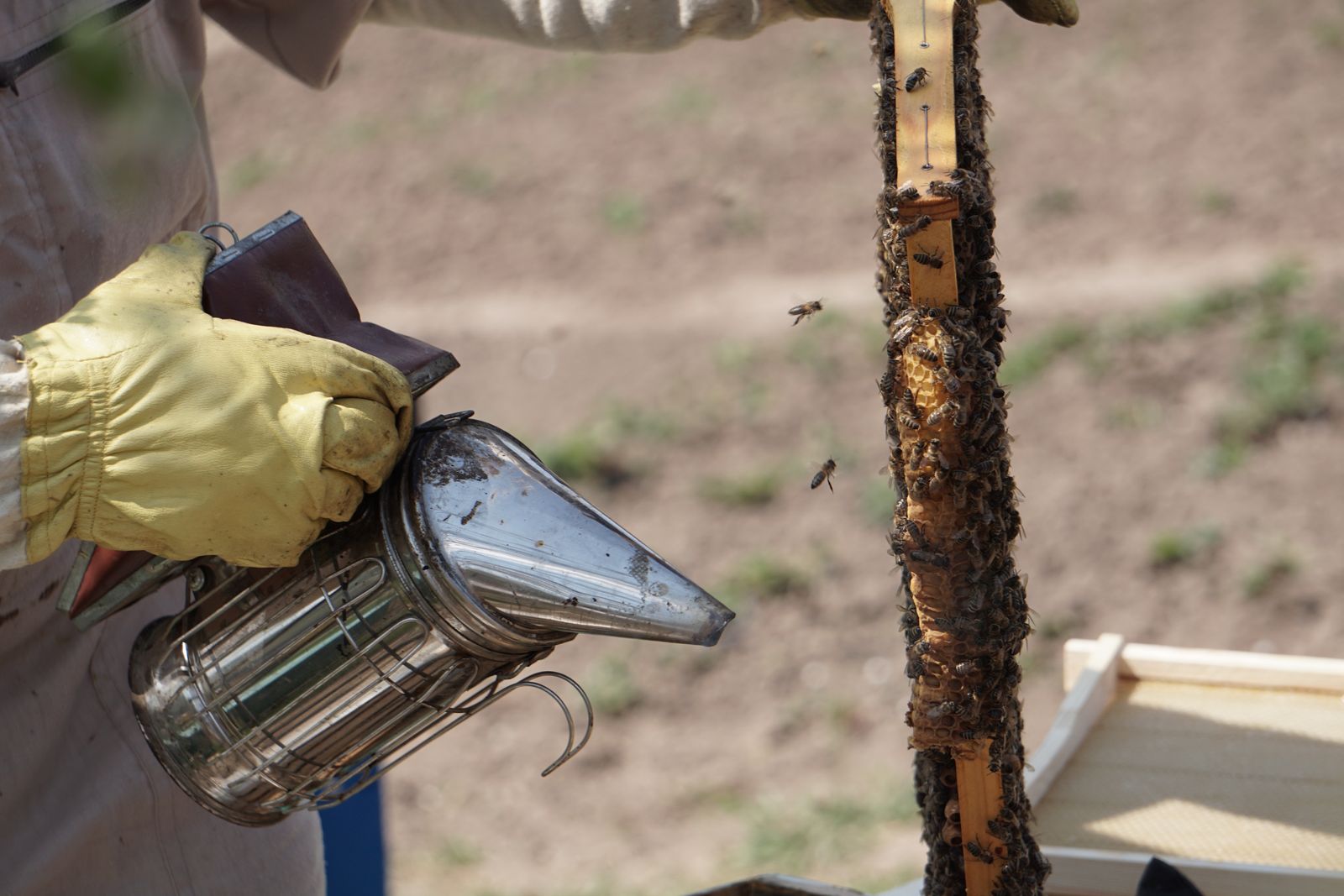 Imker in Schutzausrüstung verwendet einen Smoker am Bienenstand