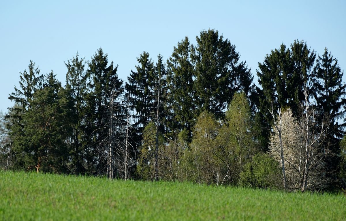 Dichter Nadelwald am Rand einer grünen Wiese